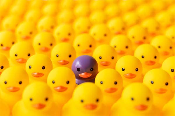 1 grey duck in a crowd of yellow ducks
